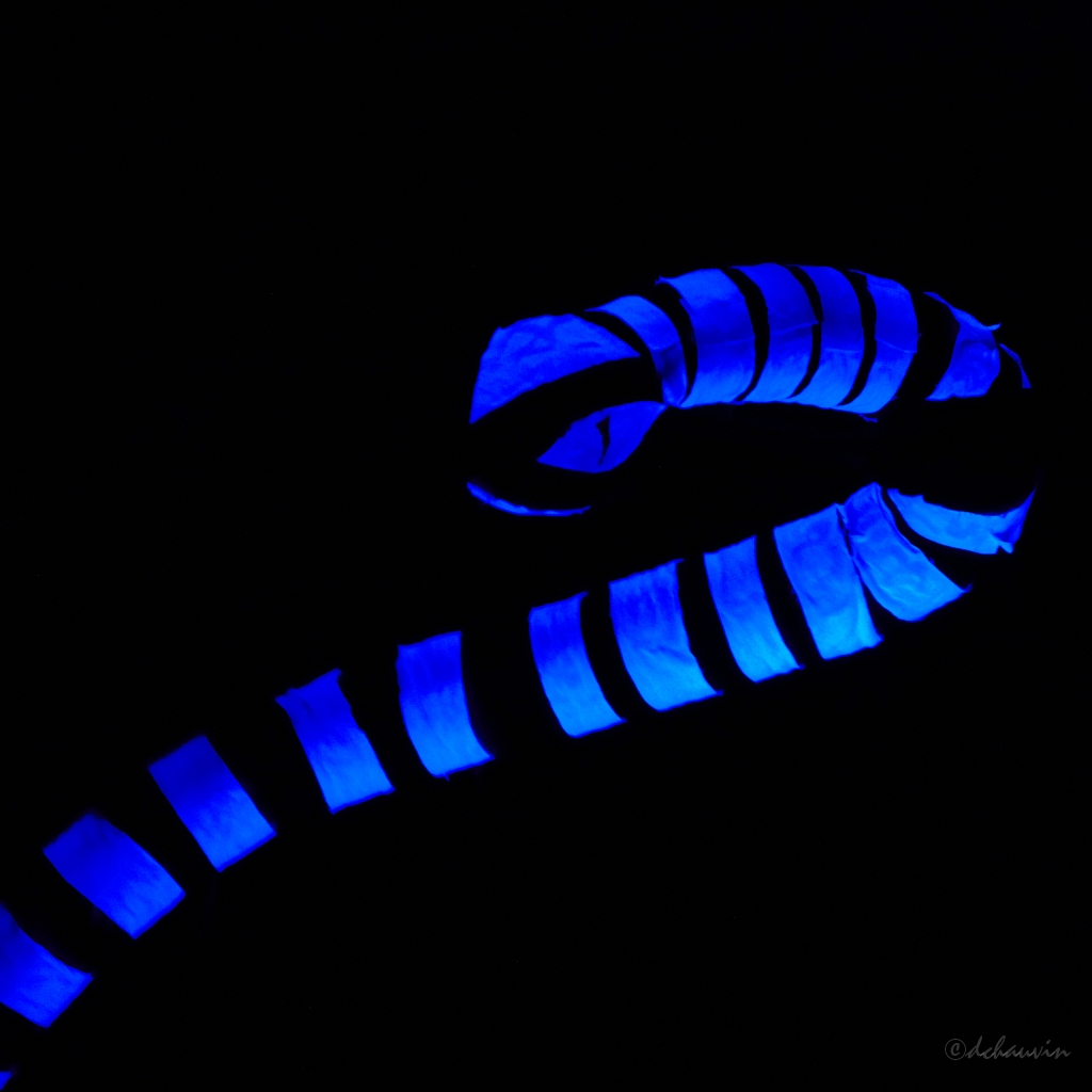 2010-06-usine-chat-OK (21).jpg